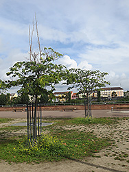 Kranker Baum 6